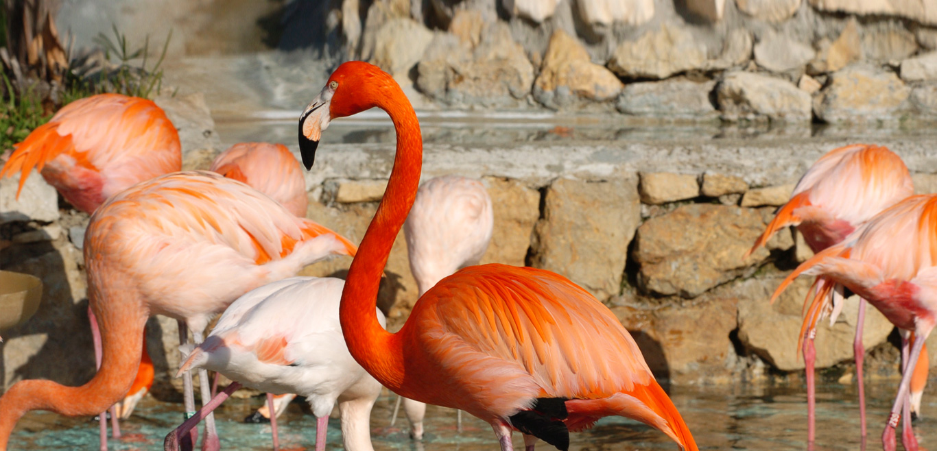 Flamingo-rubro - Jardim Zoológico