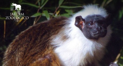 Saguim-bicolor Jardim Zoológico