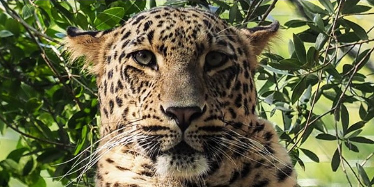 Passatempo Leopardo-da-pérsia — Jardim Zoológico de Lisboa