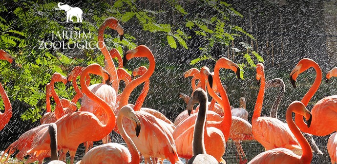 Passatempo Flamingo-rubro — Jardim Zoológico de Lisboa