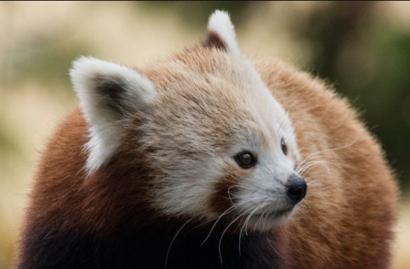 Passatempo Panda-vermelho - Jardim Zoológico