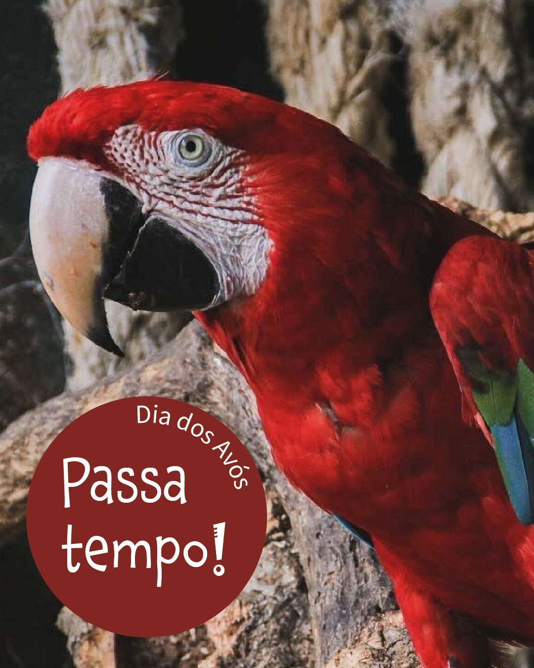 Passatempo Dia dos Avós Badoca Park