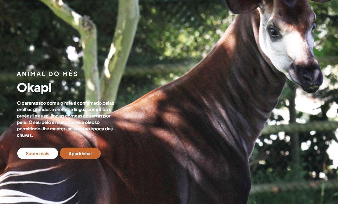 Passatempo Okapi - Jardim Zoológico