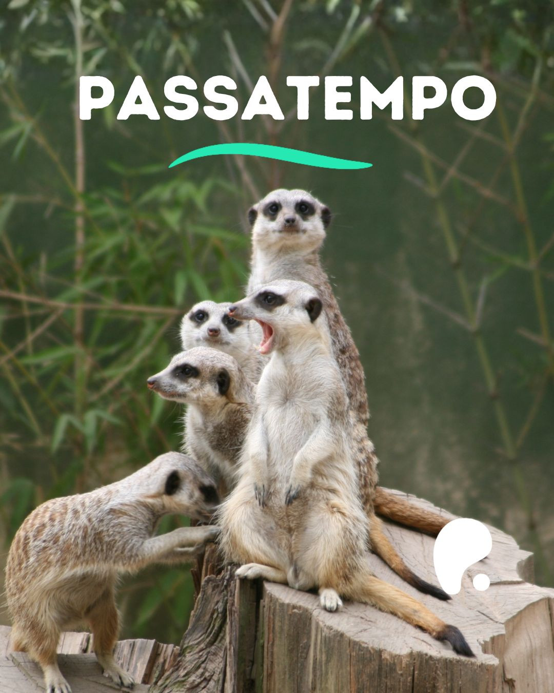 Passatempo Férias de Verão — Pumpkin