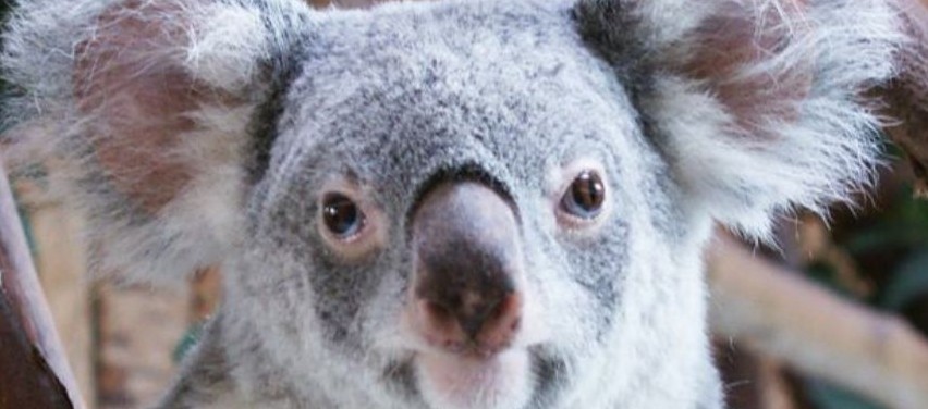 Passatempo Koala — Jardim Zoológico de Lisboa